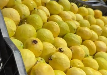 Selección de guayabas frescas y jugosas, listas para surtir negocios con la mejor calidad