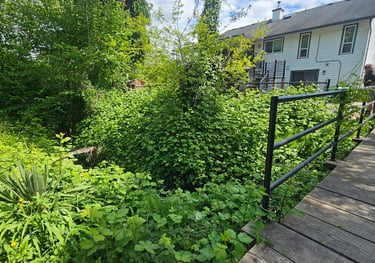 blackberries overgrown over a stream. A white house is in the background