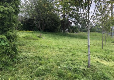 picture of a grassy field with trees and free of blackberries