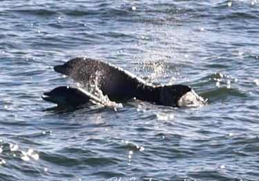 dolphin sightings