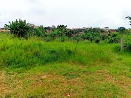 Terrain verdoyant à vendre : arbres tropicaux et quartier résidentiel en arrière-plan à Kribi