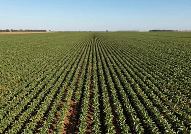 A professional drone shot of a perfectly organized soybean plantation in Brazil, showing the scale and efficiency of modern agribusiness under a clear blue sky.
