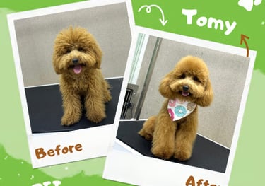 pet grooming