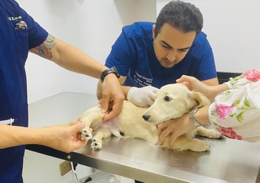 Crem wit Petland's Doctor