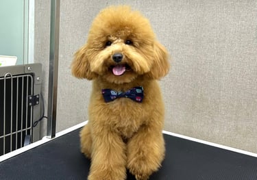 Petland helped Louie with caugh
