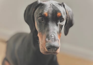 Un chien Doberman