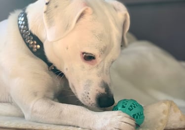 Un chien Jack Russel faisant une activité cognitive