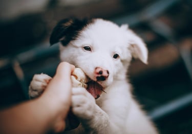 Un chiot Berger Australien faisant ses dents sur la main d'un humain