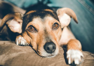 Un chien couché sur le canapé observant le comportementaliste canin