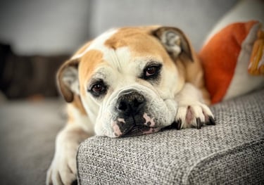 Un bulldog continental couché sur l'accoudoir du canapé totalement détendu.