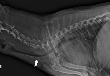raio x do pescoço de um cão