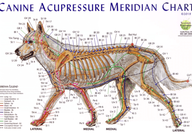 um esquema de pontos de acupuntura no cão