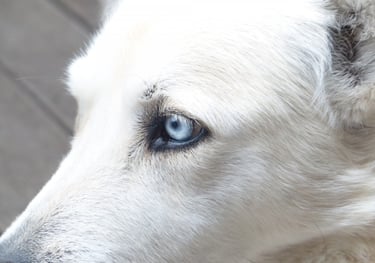 foto dos olhos de um cachorro