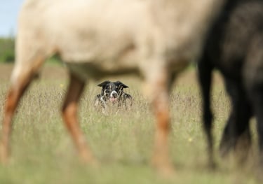 Border Collie Breeder | Border Collie Kennel | Border Collie Puppies
