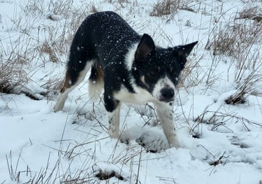 Border Collie Breeder | Border Collie Kennel | Border Collie Puppies