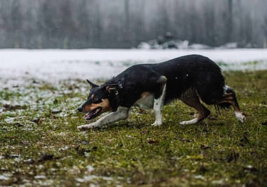 Borderkolių veislynas | Borderkolių šuniukai | Darbinės kategorijos šunys