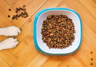 How to Choose the Best Dog Food