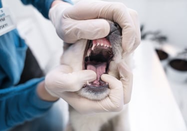 dental examination dog