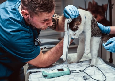 Emergency Vet saving cat