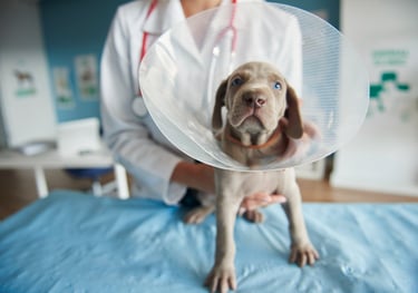 dog after neutering wearing cone