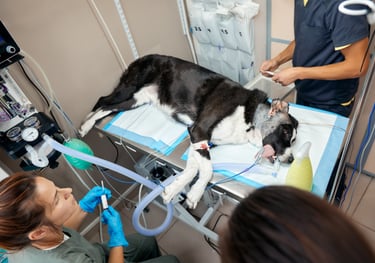 dog emergency