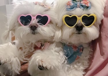 a white dog wearing sunglasses and sunglasses