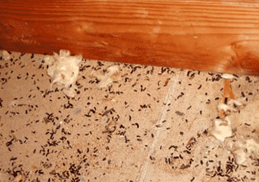 Contaminated attic cleanup after rodent infestation in Greenfield MA