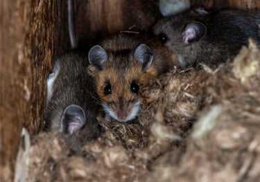 Rodent dropping removal service in Belchertown MA