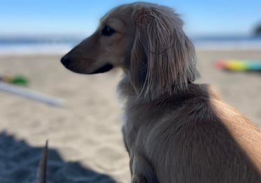 Cream dachshund sitting at the beach