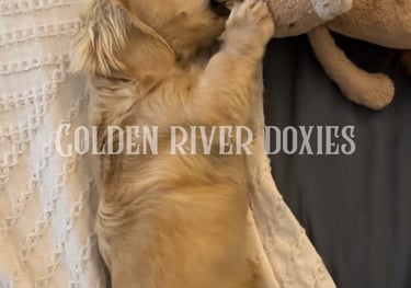 longhaired cream dachshund playing with a stuffed toy
