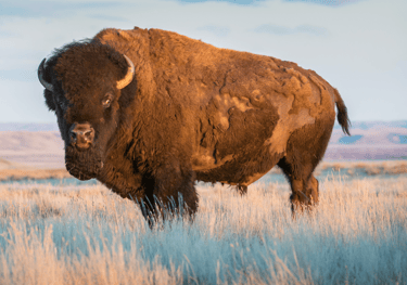 How to immigrate to Manitoba?
