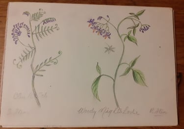 Wildflower painting