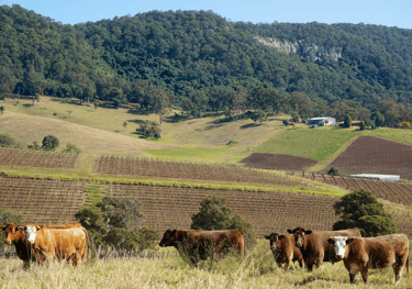 Photo of A Hunter Valley vineyard