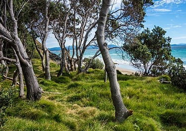 picture of Coastal vegetation at Byron Bay, 2016