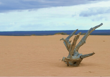 Picture of A lone piece of wood atop a sand dune in Mungo National Park, June 2005