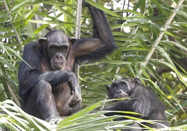Two wild chimpanzees sitting and resting in the lush green canopy of a tropical forest.