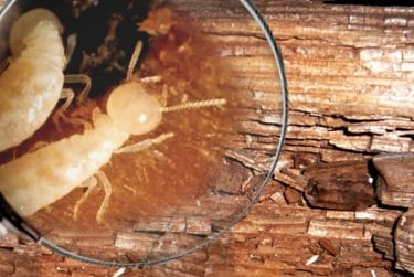 Diagnostic termite