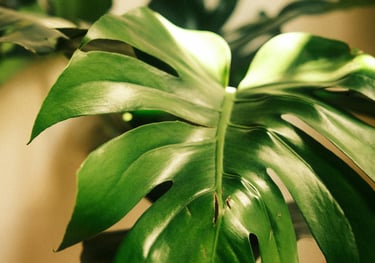 Blad van een kamerplant met gouden glans