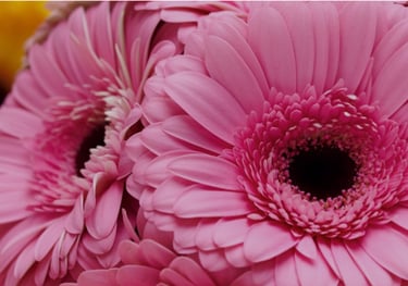 gerbera cut flowers