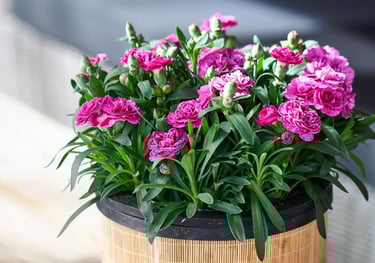 a potted planter with pink flowers