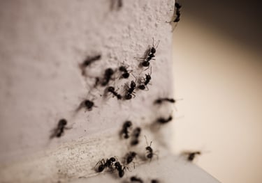 a group of foraging ants around the wall
