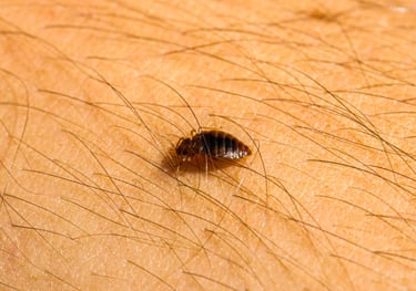 a bed bug on the skin