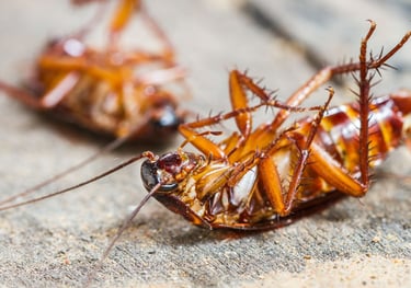 dead american cockroaches
