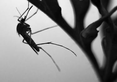 a female mosquito resting on a plant