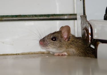 a mouse sneaking into a home