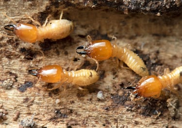 a group of soldier termites