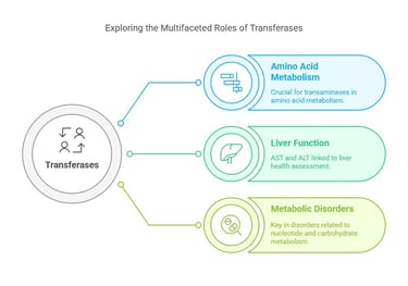 exploring the Multifaceted Roles of Transferases