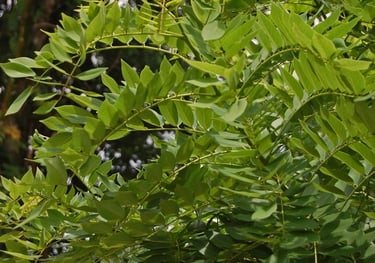 Oleh Wibowo Djatmiko (Wie146) - Karya sendiri, CC BY-SA 3.0, https://commons.wikimedia.org/w/index.php?curid=5646074