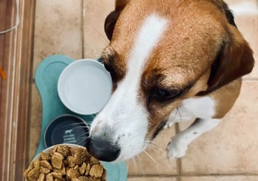 a beagle on hind legs sniffing a scoop of dry dog food. 