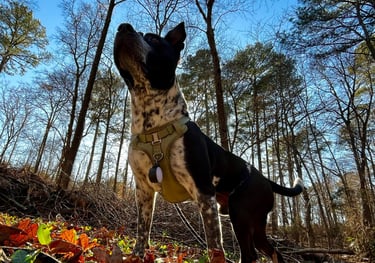 A black and white shepard mix dog poised at a sound in a leafy landscape on a sunny day.
